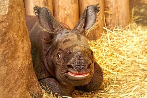 Zoo, Plzeň, nosorožec indický, mládě, narození