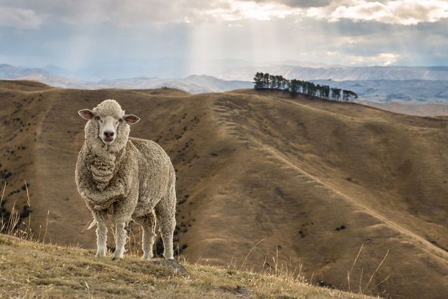 Merino