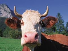 Panika kolem nemoci šílených krav vypukla v roce 1996 a celkem bylo vybito 200 tisíc kusů dobytka.