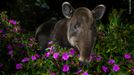 Wildlife Photographer of the Year, nominace na cenu veřejnosti