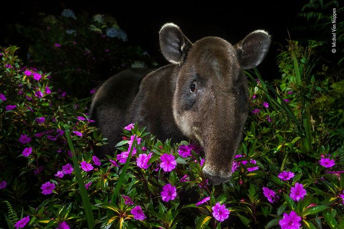 Wildlife Photographer of the Year, nominace na cenu veřejnosti