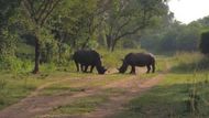 Pyšní se také několika rozlehlými národními parky. Dva z nich - Bwindi Impenetrable National Park and Rwenzori Mountains National Park jsou zapsány na Seznamu světového dědictví UNESCO.