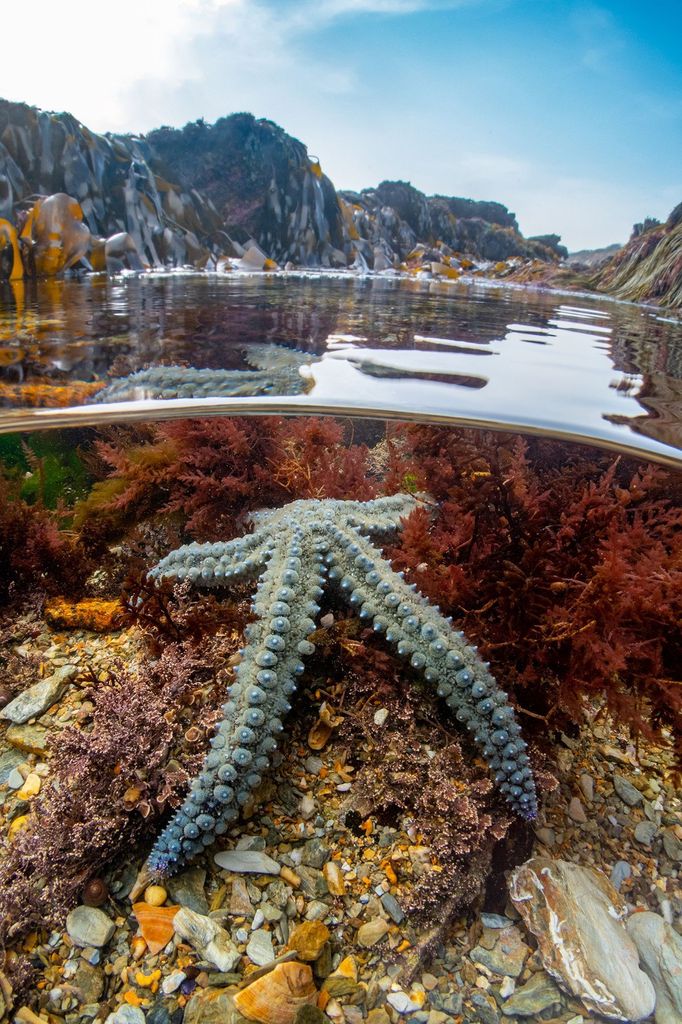 Vítězové fotografické soutěže Underwater Photographer of the Year 2022