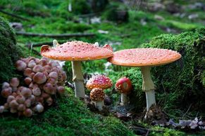 Nejkrásnější houby roku. Podívejte se na výsledky soutěže o nejlepší čtenářskou fotku