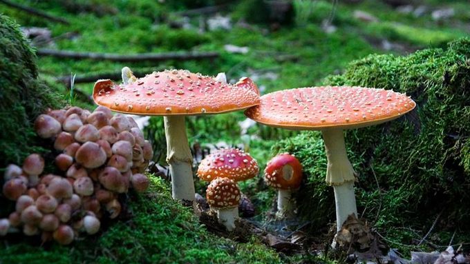 Nejkrásnější houby roku. Podívejte se na výsledky soutěže o nejlepší čtenářskou fotku