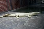 ZOO Protivín – Světová výstava bílých krokodýlů