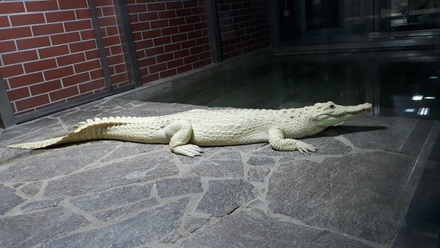 BO_krokodýlí zoo_uvodní