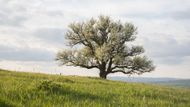 Hruška na Radovách // Do soutěže „Strom roku“ 2025 jsem se rozhodla nominovat hrušeň obecnou, „našu hrušku“, jak ji nazýváme v Míkovicích. Tento strom je pro nás symbolem tradice a spojení s přírodou, které podporuje ženský pěvecký sbor FS Míkovice. Hrušeň roste v katastru Míkovic nad Olšavou a je oblíbeným místem pro výlety místních, kteří sem často vyrážejí lesem Hlubočkem nebo přes louky Radovy. Její stáří se odhaduje na téměř 170 let, dosahuje obvodu kmene 450 cm a výšky cca 13 m. Přestála bouře, vichřice i období sucha a je chráněná dřevěným plotem. . V roce 2001 byla vyhlášena jako první strom v okrese Uherské Hradiště památným stromem a rozhodně si toto zařazení zaslouží. Její přirozenou krásu obdivujeme nejen my místní, ale i příchozí a návštěvníci z širokého okolí. Pod její korunou se koná tradiční novoroční setkání, které přitahuje kolem 150 účastníků. Hrušeň je pro nás symbolem spojení generací a tradic, které chceme ochránit pro budoucí pokolení. Hrušku nominuje folklorní skupina Míkovice, z.s., organizátoři novoročních setkání.