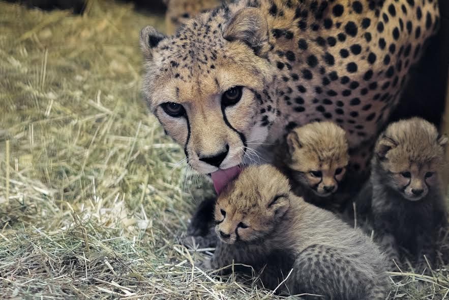 Gepardi Zoo Praha