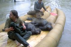 Pražská zoo evakuuje, gorily jsou v povodňové věži