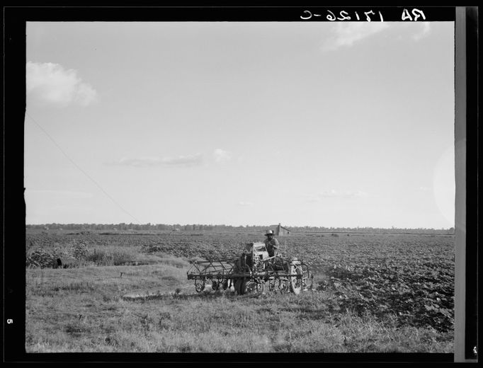 Černoch na plantáži v Mississippi, 1937.