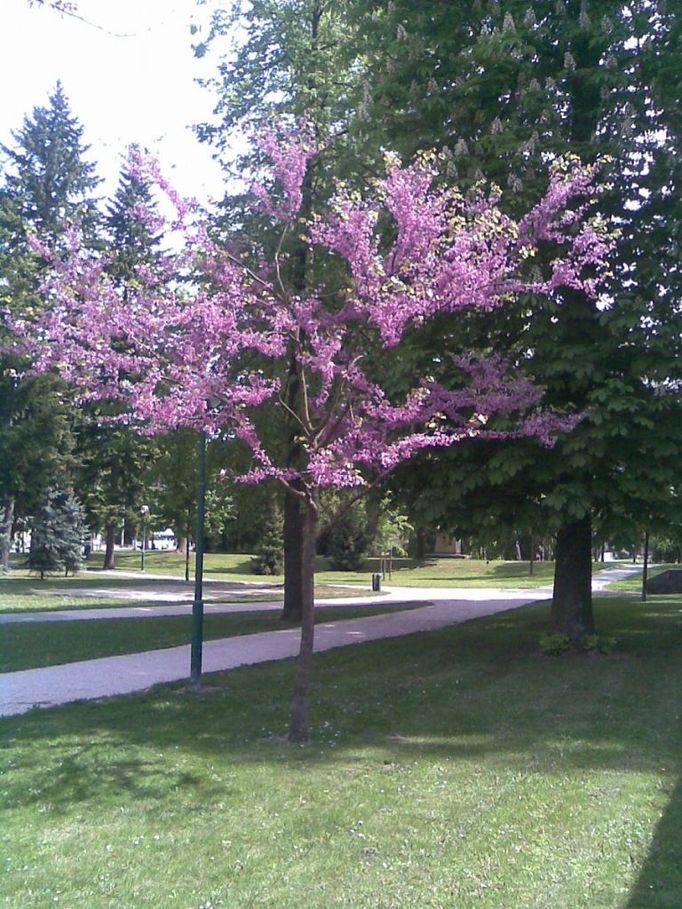 Alej břestovce západního (Hradec Králové, Královéhradecký kraj). Celtis occidentalis. Výjimečnost v České republice, nádherné tvary stromů, výborný zdravotní stav.