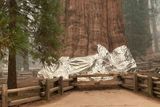 Strom jménem Generál Sherman, který patří mezi nejslavnější giganty v národním parku, správci parku obalili ohnivzdornou fólií.