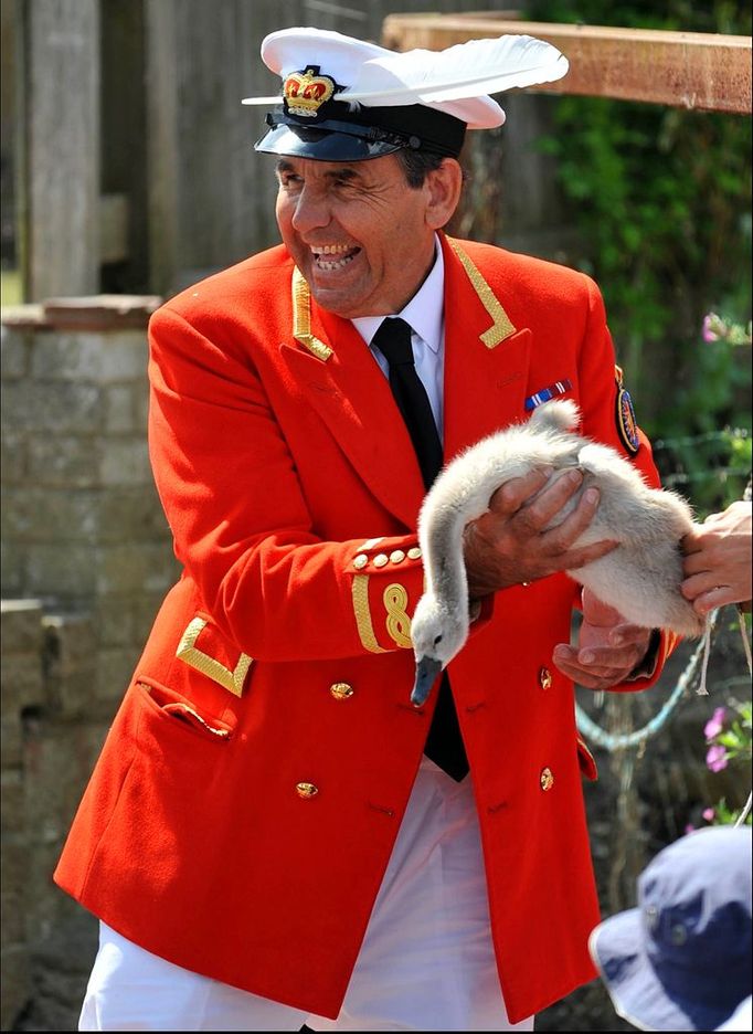 Swan Upping 7/15/2013 - London, England, United Kingdom: Queen's Swan Marker David Barber joins Swan Uppers take part in the Annual Swan Upping Ceremony on The River Tham