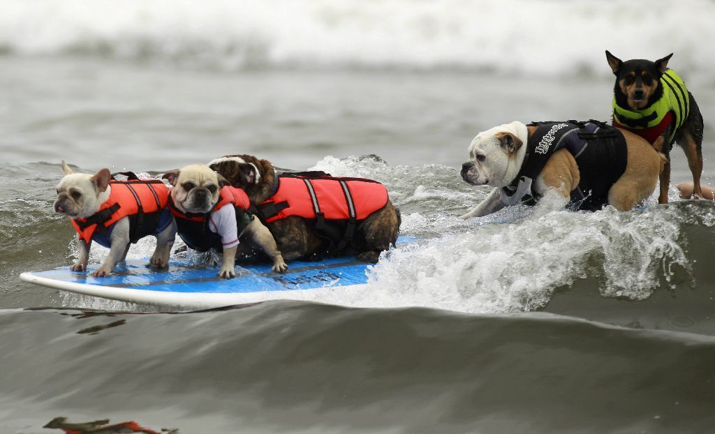 Psi na surfech