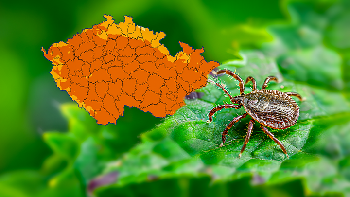 Klíšťata opět útočí. Jak se proti nim nejlépe chránit a jak je správně vytáhnout; Zdroj foto: Aktuálně.cz