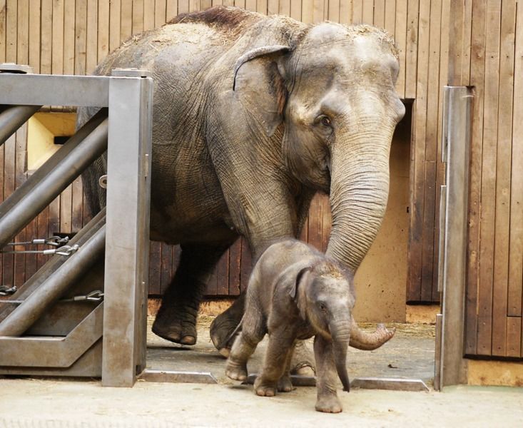 Slůně v ostravské ZOO