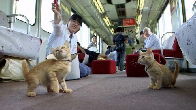 Japonský dopravce zaplnil jeden z vlaků kočkami. Cestující se s nimi mohli mazlit