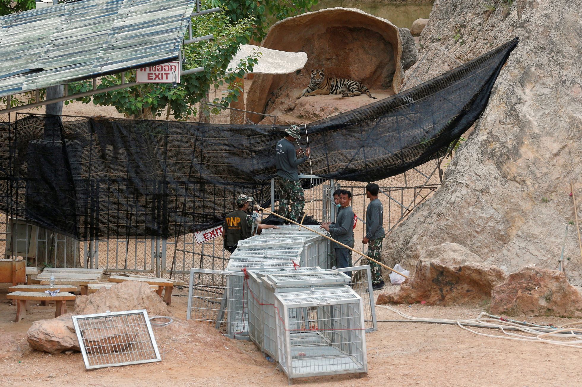 Thajsko - přesouvání tygrů z buddhistického chrámu
