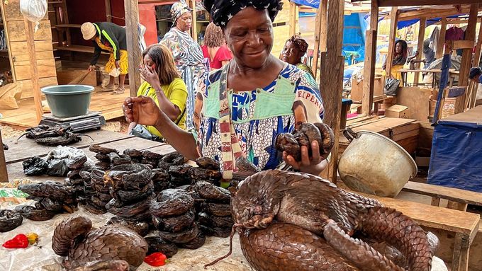 Nelegální obchod s luskouny v Kamerunu.