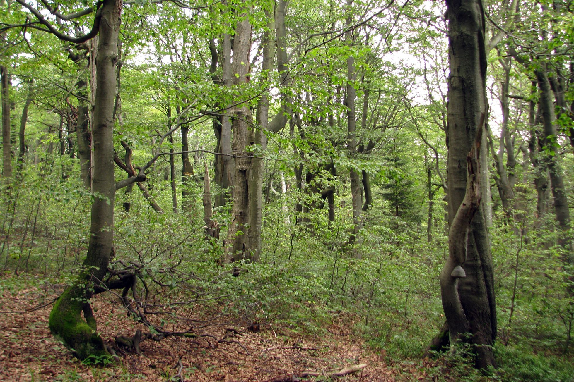 Krkonošský národní park