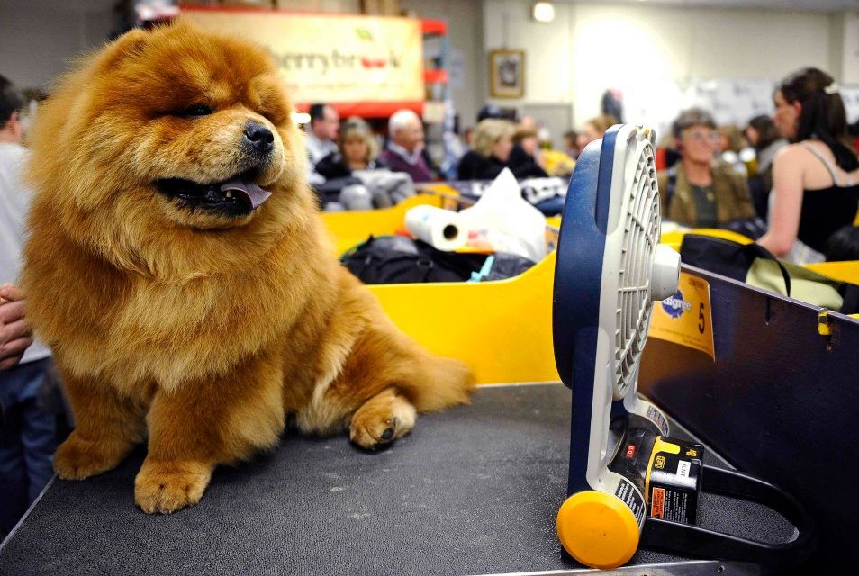 Výstava psů v New Yorku