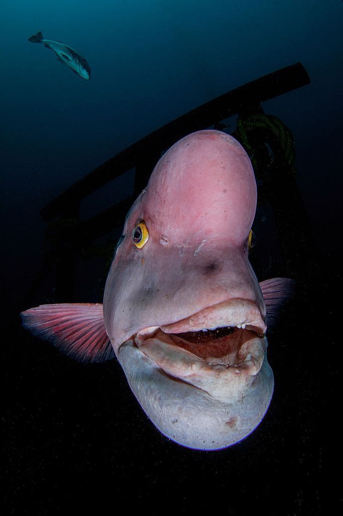 Vítězové soutěže Underwater Photographer of the Year 2021