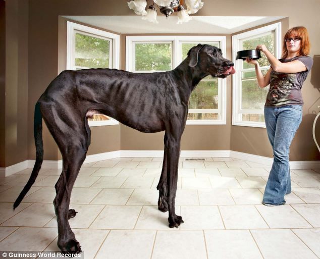 Zeus největší pes světa