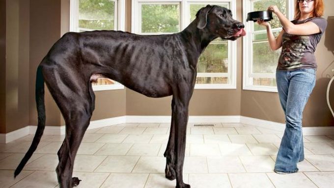 Zeus byl největší pes na světě. V kohoutku měřil 112 centimetrů.