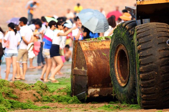 Tourists play on the beach covered by the seaweed in Qingdao in east China's Shandong province Friday July 5, 2013. Thousands of workers are cleaning the beach contaminated by the algae called enteromorpha prolifera each day as the algae blooms in the sea south to the city.