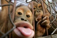 Orangutánka Nonja vystavuje své fotky na Facebooku