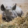 Nové mládě nosoroužce dvourohého v Zoo Dvůr Králové