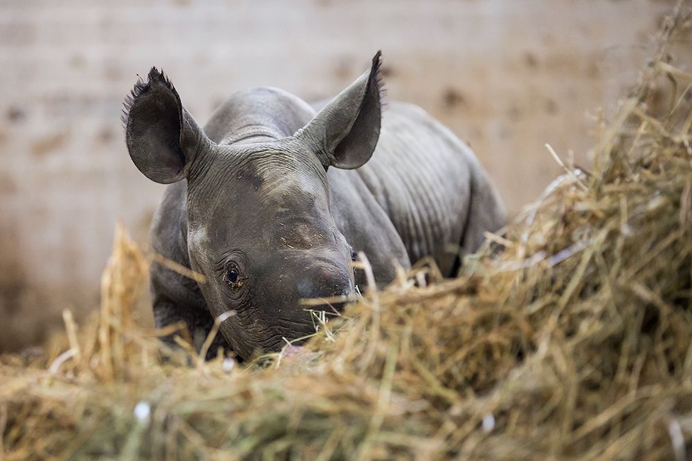 Nové mládě nosoroužce dvourohého v Zoo Dvůr Králové
