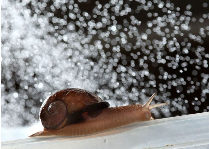 snails Dorset Snails is a farm run by David Walker and his son Tony in Witchampton, Dorset. They breed snails and cook and prepare them for the catering industry. Credit: The Times Online rights must be cleared by N.I.Syndication