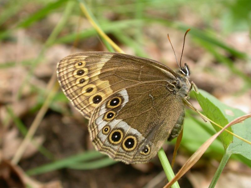 Motýli Lesy ČR Pálava