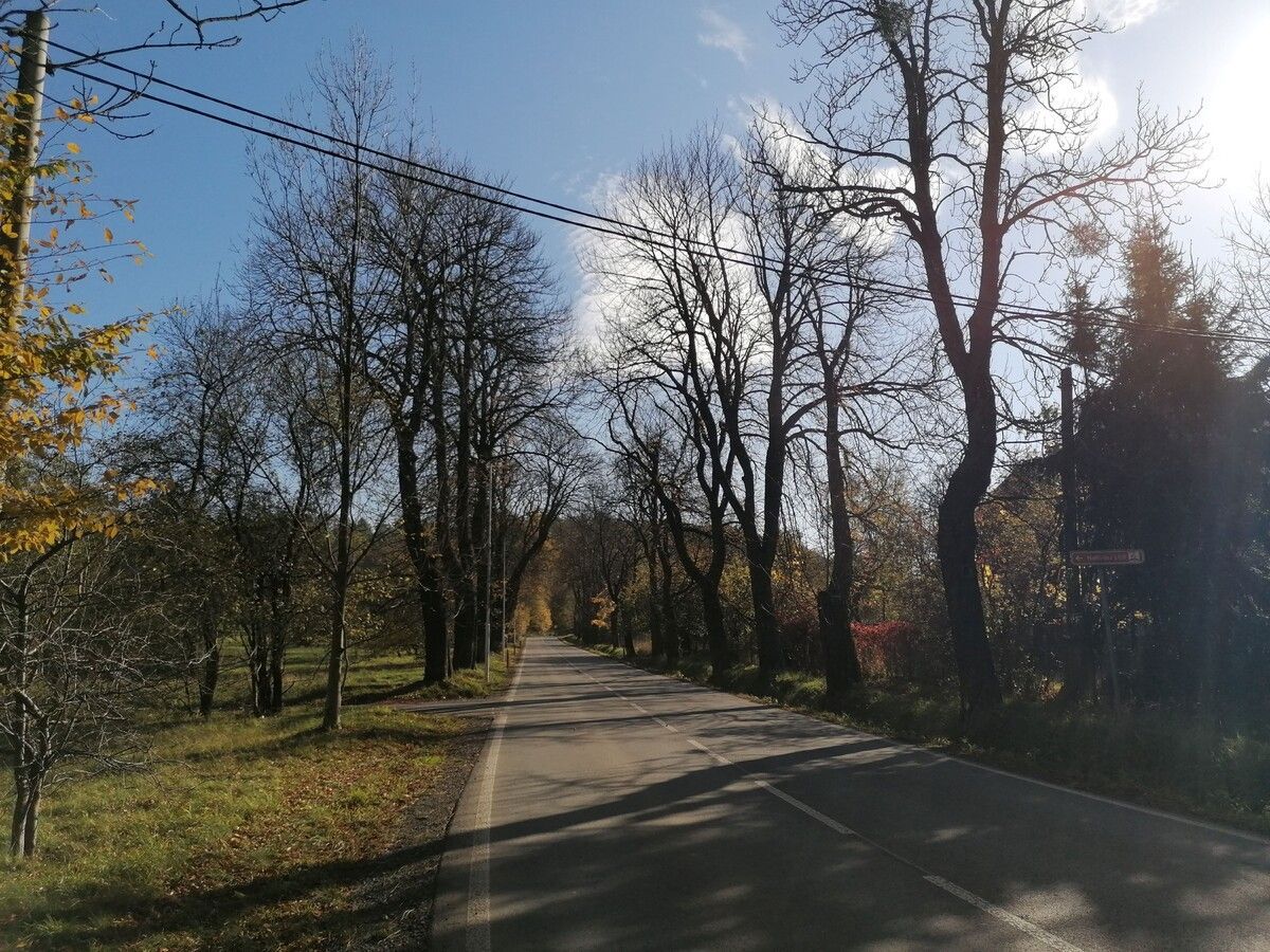 Alej roku 2024