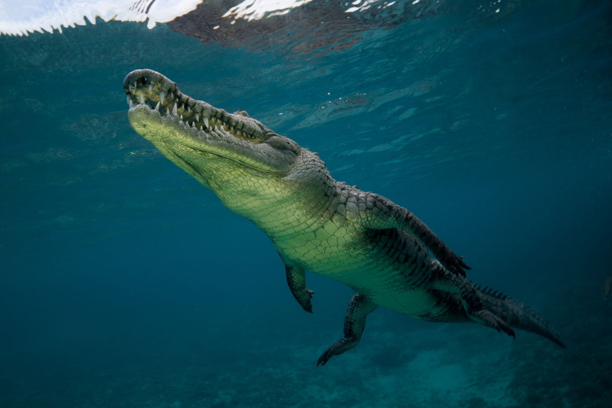 Krokodýl, ilustrační foto
