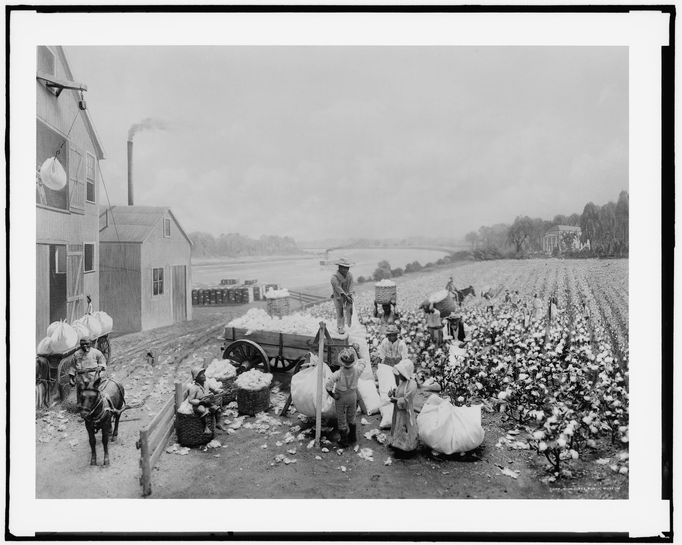 Černoši sbírající bavlnu na plantáži, okolo roku 1900.