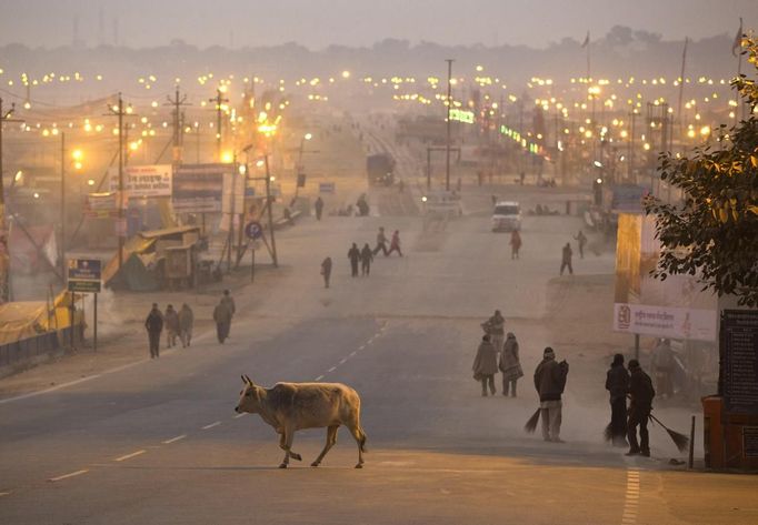 A cow crosses a road past municipal corporation sweepers cleaning a road leading to the banks of the Ganges river ahead of the "Kumbh Mela", or Pitcher Festival, in the northern Indian city of Allahabad January 10, 2013. During the festival, hundreds of thousands of Hindus take part in a religious gathering at the banks of the river Ganges. The festival is held every 12 years in different Indian cities. REUTERS/Ahmad Masood (INDIA - Tags: ANIMALS SOCIETY RELIGION) Published: Led. 10, 2013, 8:22 dop.