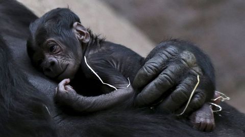 Gorila Shinda je na první mládě pyšná. Je to na ní vidět, hlásí z pražské zoo
