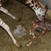 Žirafy v pražské zoo