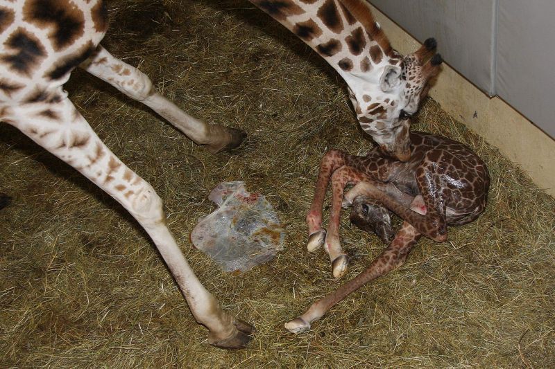 Žirafy v pražské zoo