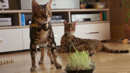 Kocour terorizuje kočku, psi kálejí doma. Za vším stojí špatná výchova