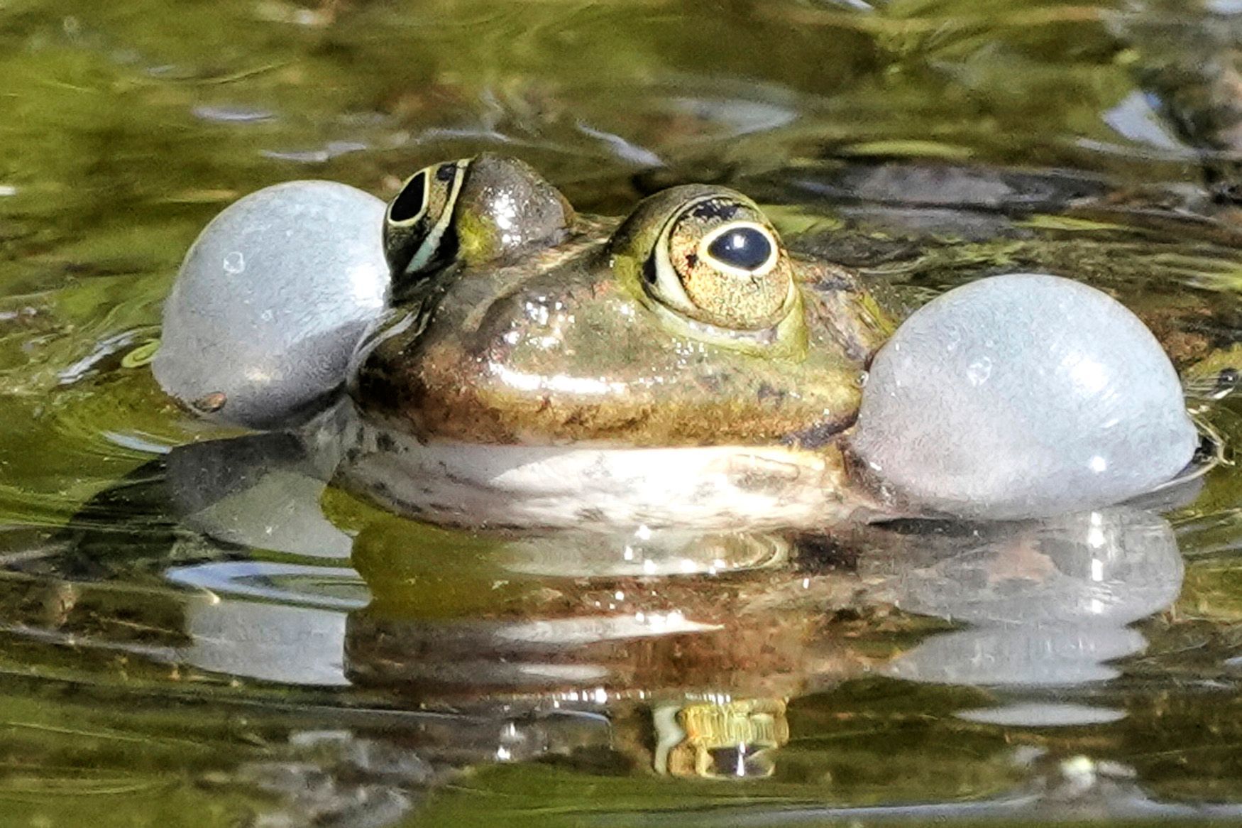 Foto tydne