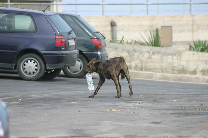 Pes s plastvou láhví