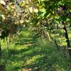 Itálie, pivo, Benátsko, víno, vinice