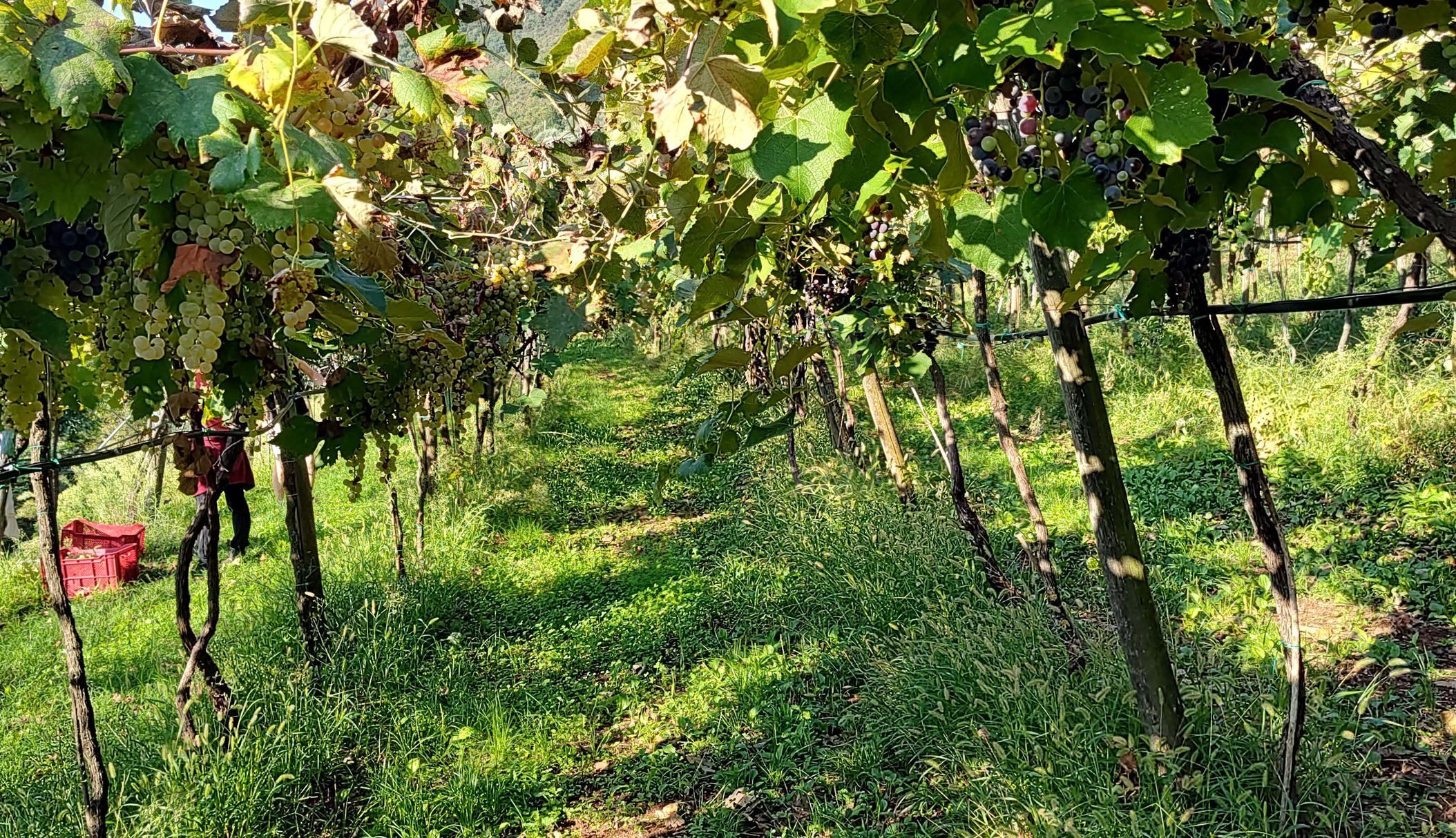 Itálie, pivo, Benátsko, víno, vinice
