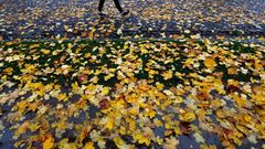 Podzim, listí, ilustrační foto