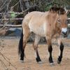 Pražská zoo, nová expozice a pavilon Gobi, koně převalského