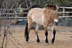 Pražskou zoo povede dočasně Machek, nový ředitel vzejde z konkurzu v únoru